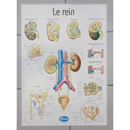 PLV  thermoformé planche pédagogique médical medecine docteur sur le rein PFIZER