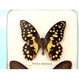Cadre papillons sous verre collection Taxidermie